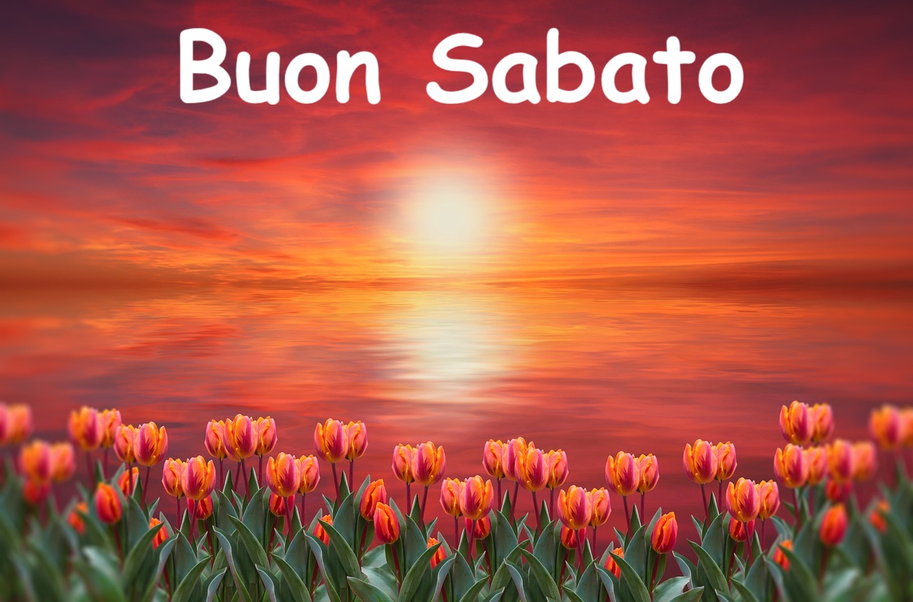 una schiera di tulipani alle prime luci del giorno quando il cielo è ancora rosso fuoco